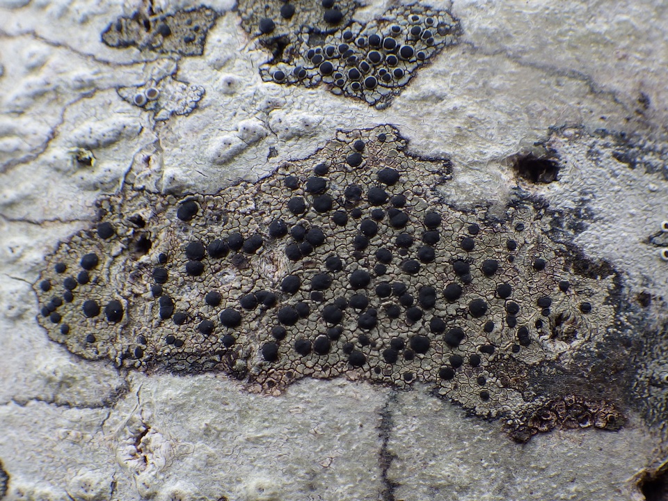 Lecidella elaeochroma f. elaeochroma image