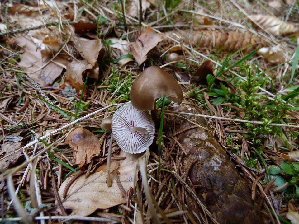 Mycena plumipes image
