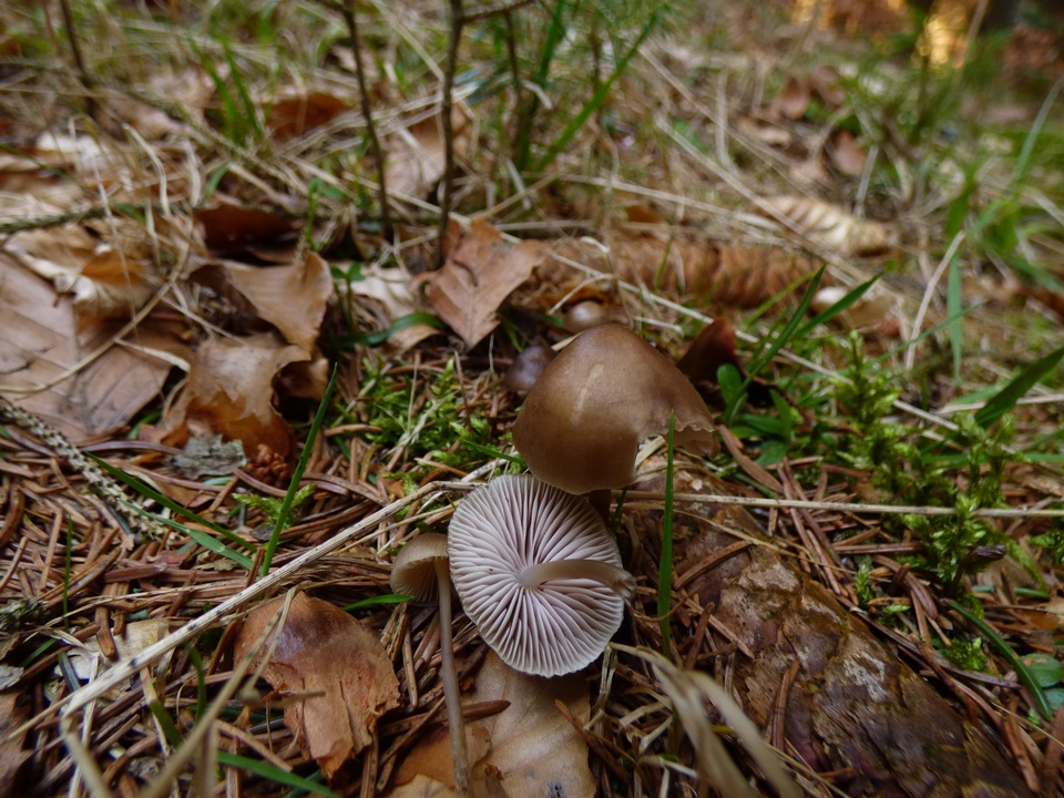 Mycena plumipes image