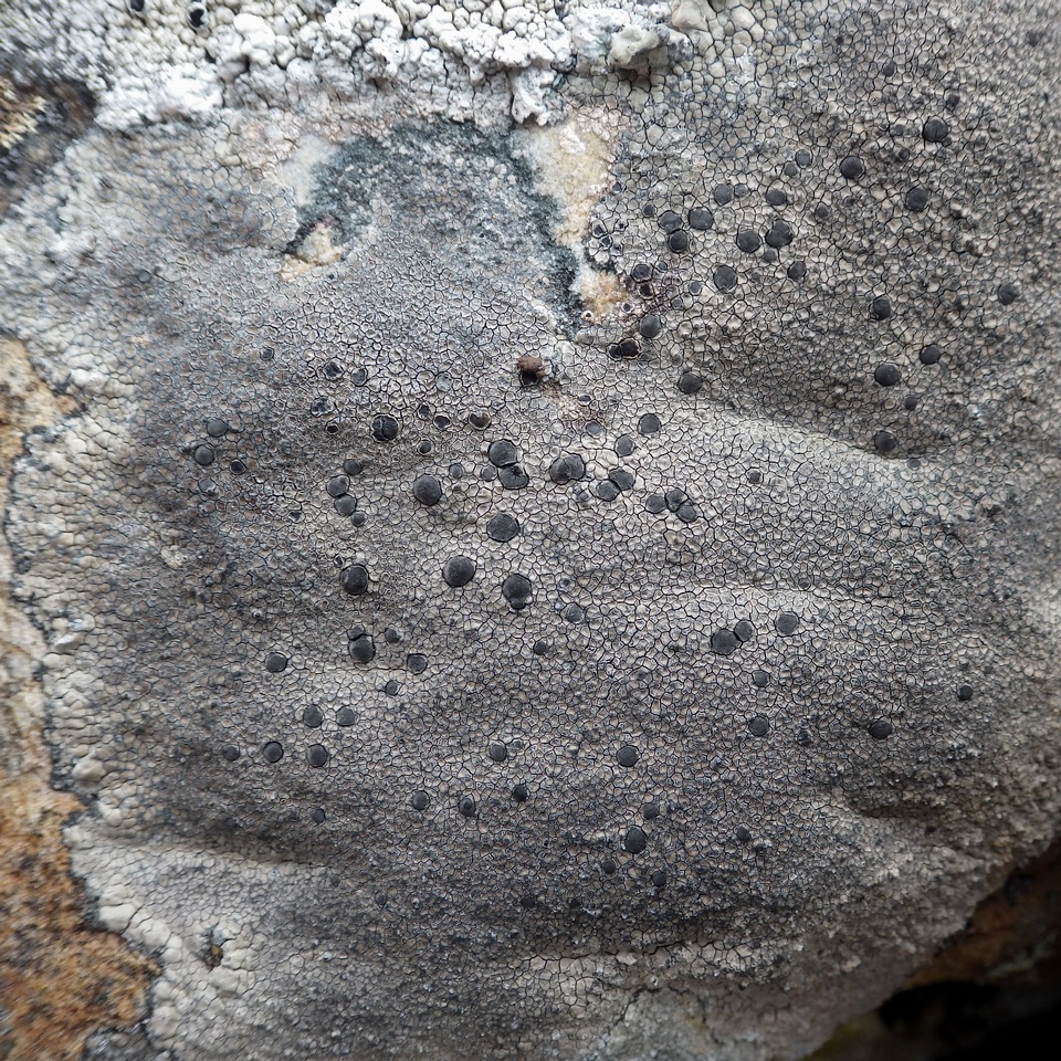 Lecidea fuscoatra image