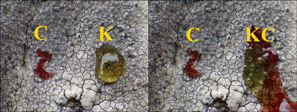Lecidea fuscoatra image