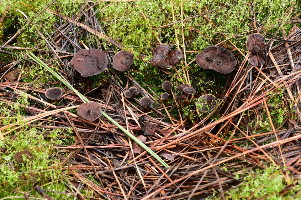 Coltricia confluens image