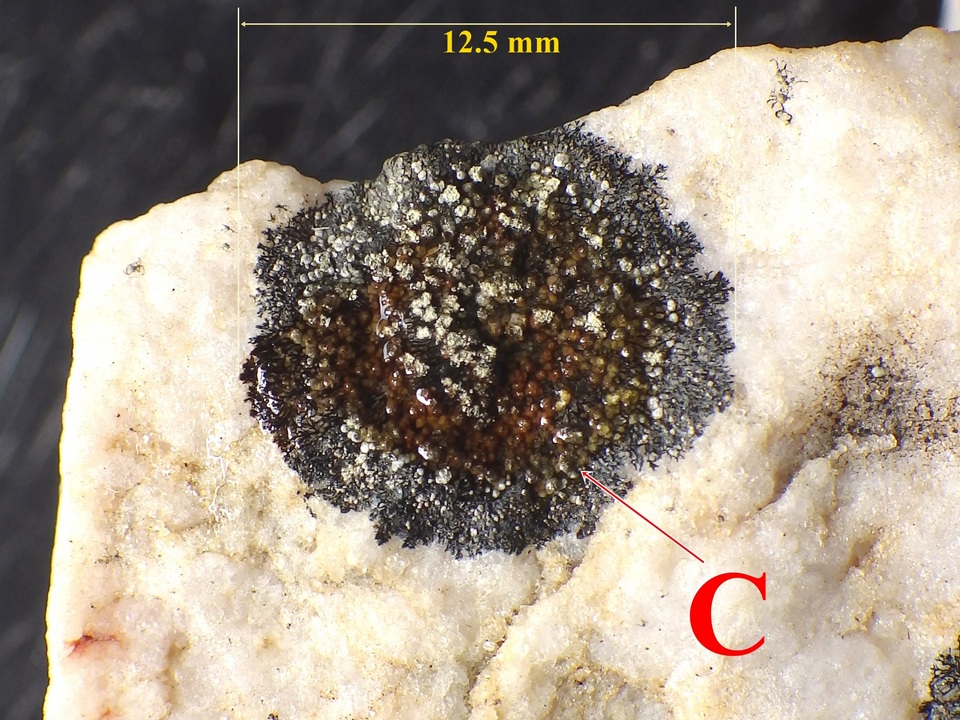 Rinodina aspersa image