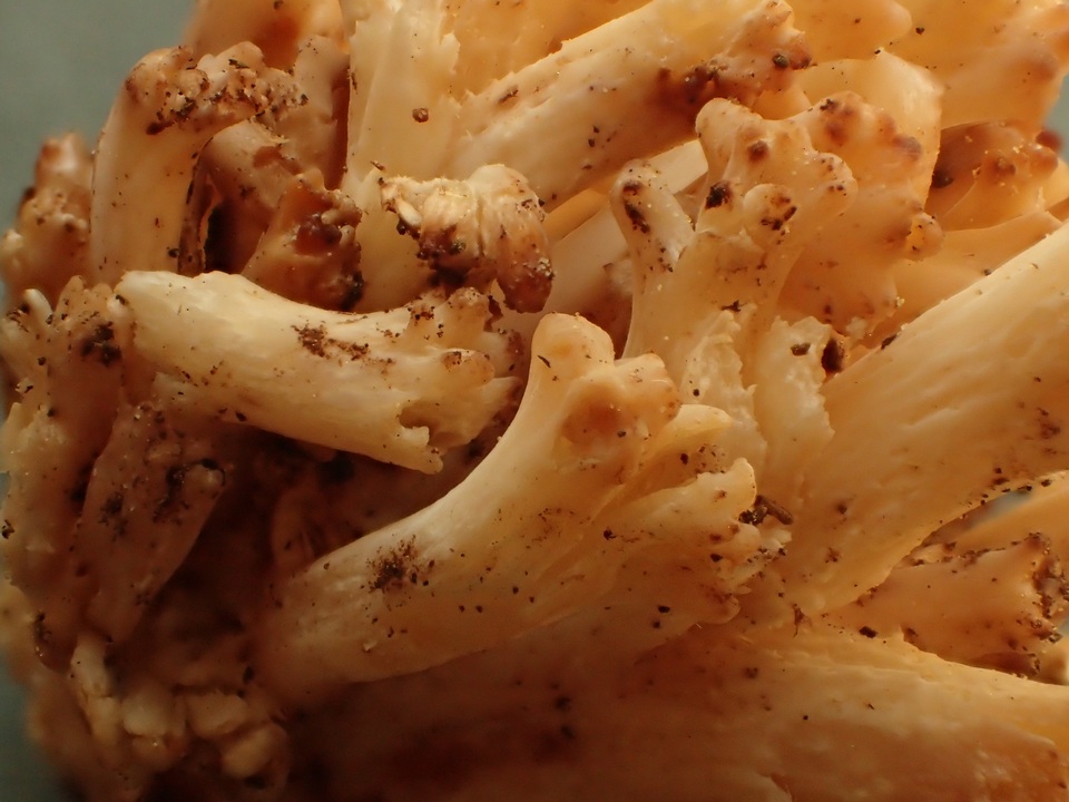 Ramaria coulterae image