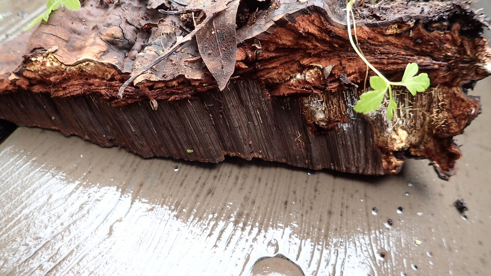 Polyporus annulatus image