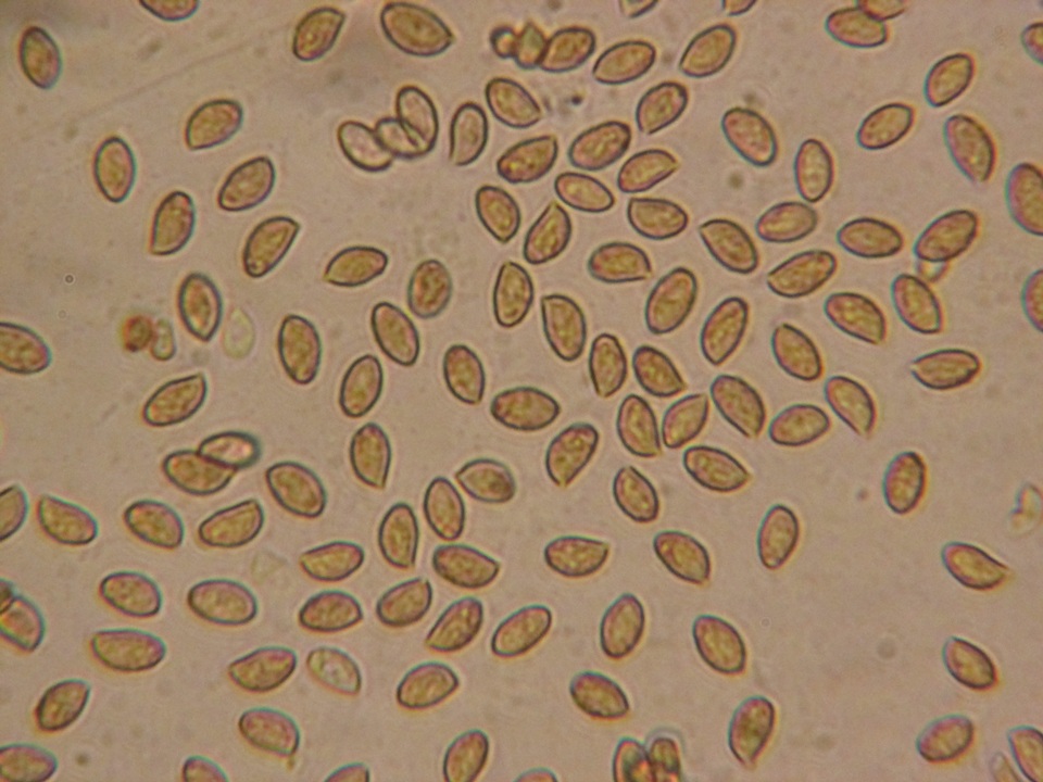 Cortinarius ahsii image