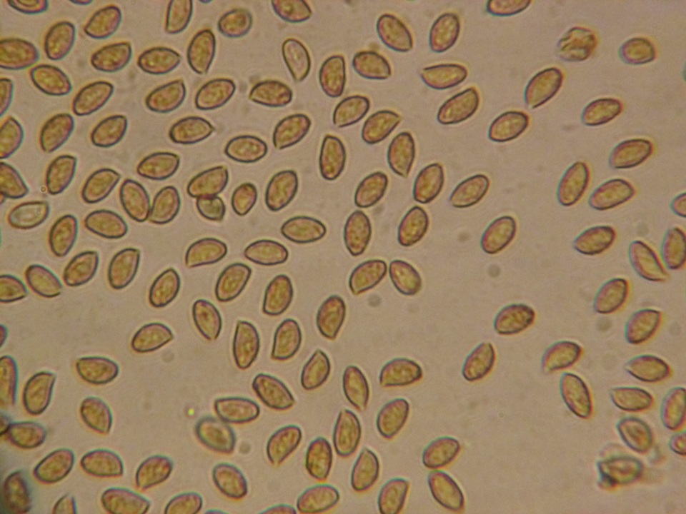 Cortinarius ahsii image