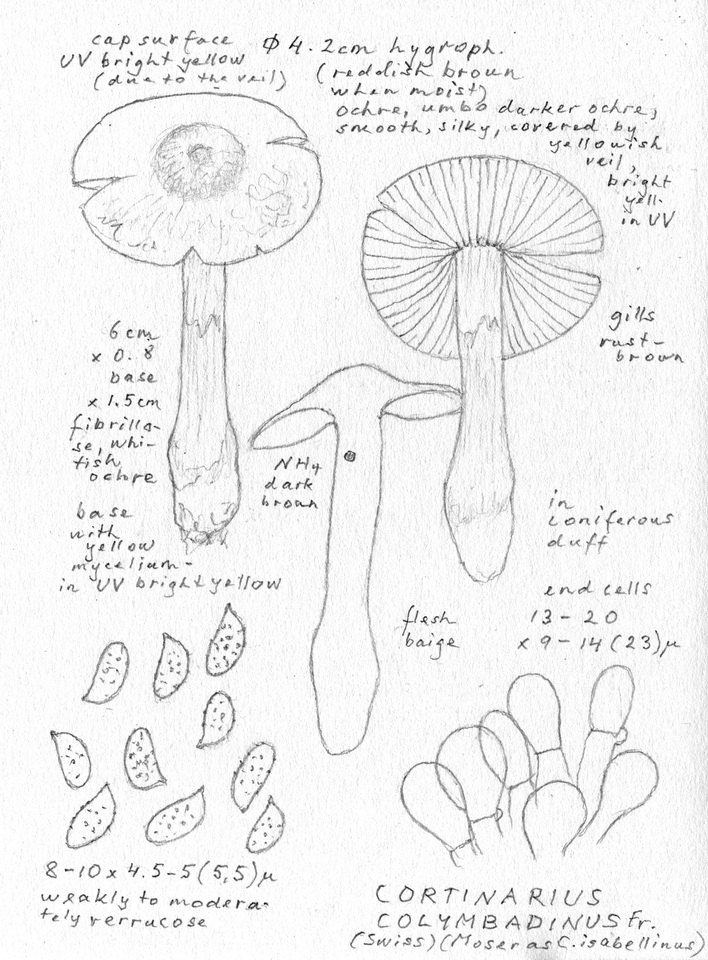 Cortinarius ahsii image