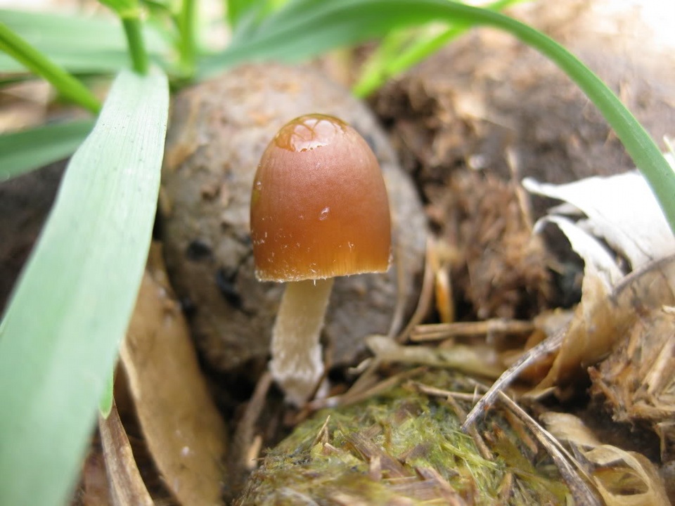 Psathyrella coprophila image
