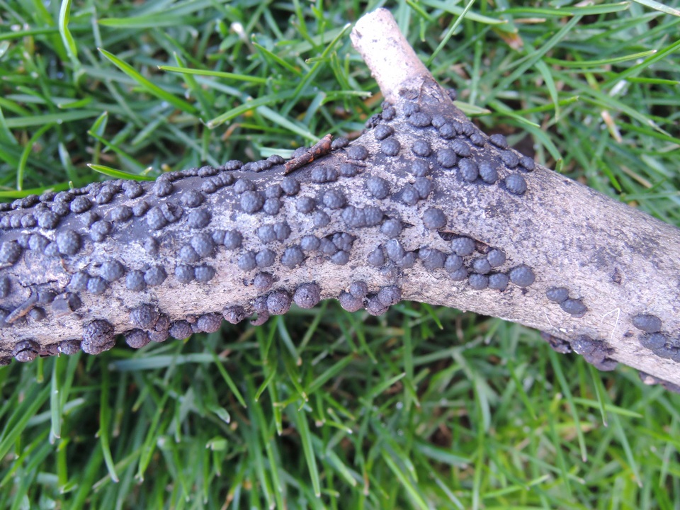 Annulohypoxylon archeri image