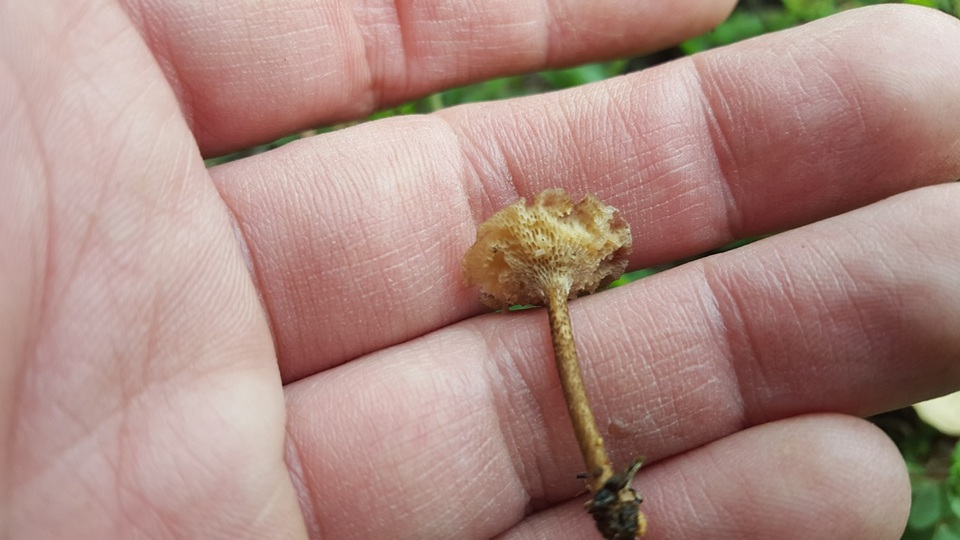 Polyporus cryptopus image