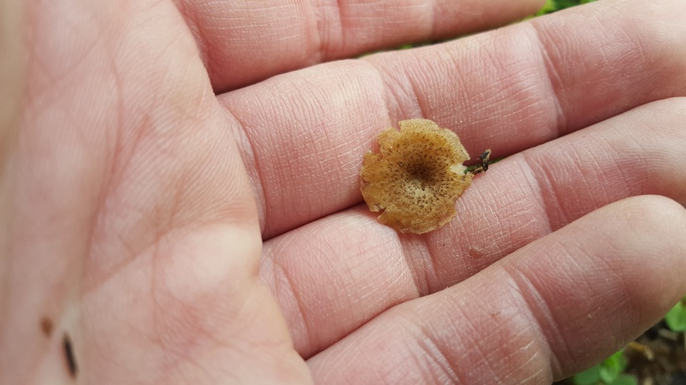 Polyporus cryptopus image