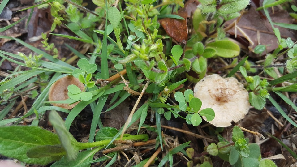 Polyporus cryptopus image