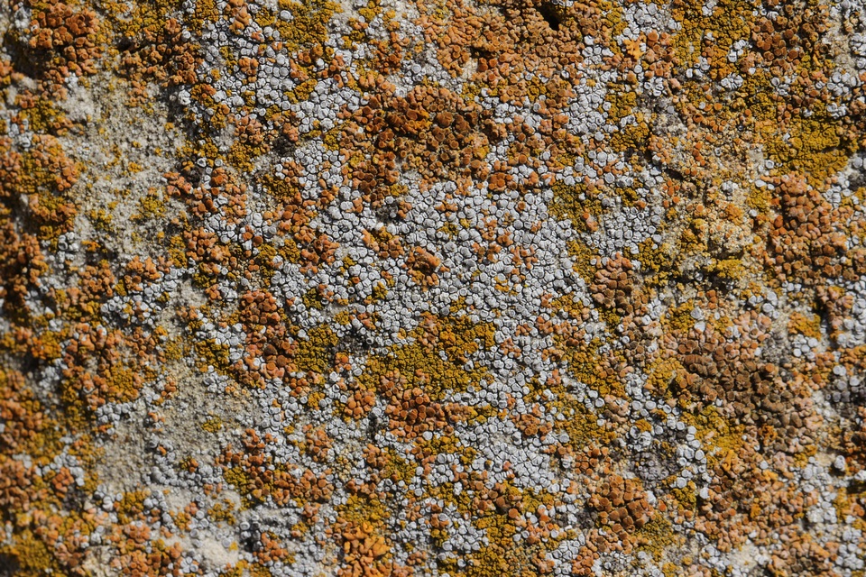 Lecanora crenulata image