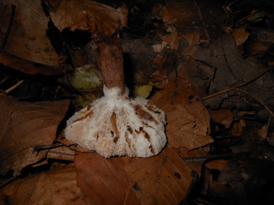 Hypomyces ochraceus image