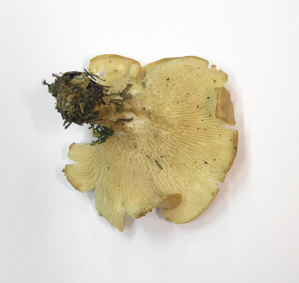 Clitocybe subsalmonea image