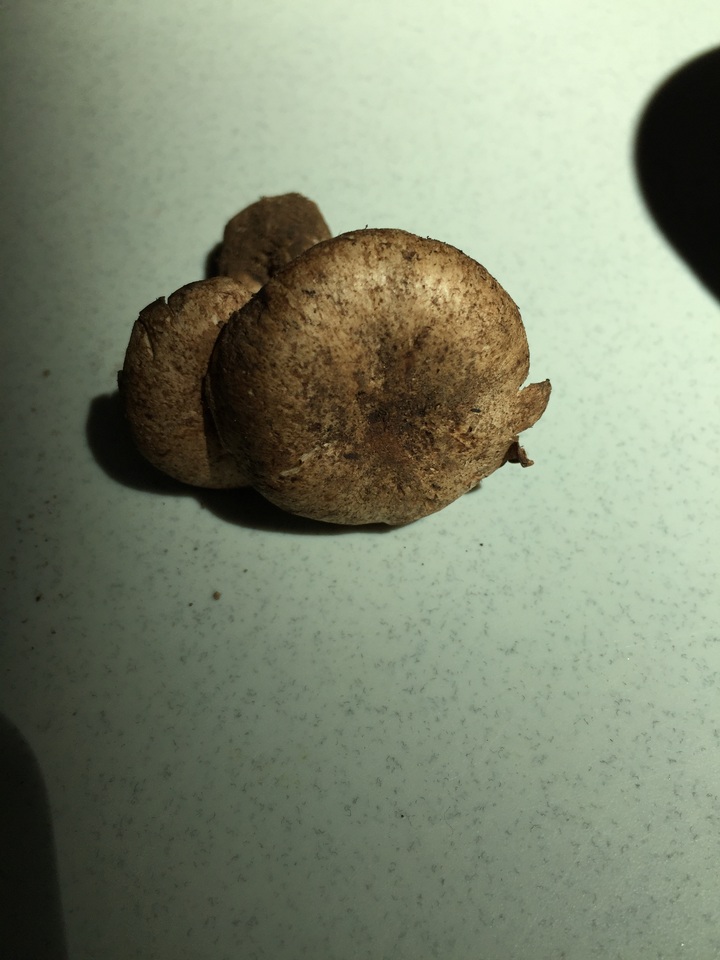 Cleistocybe vernalis image