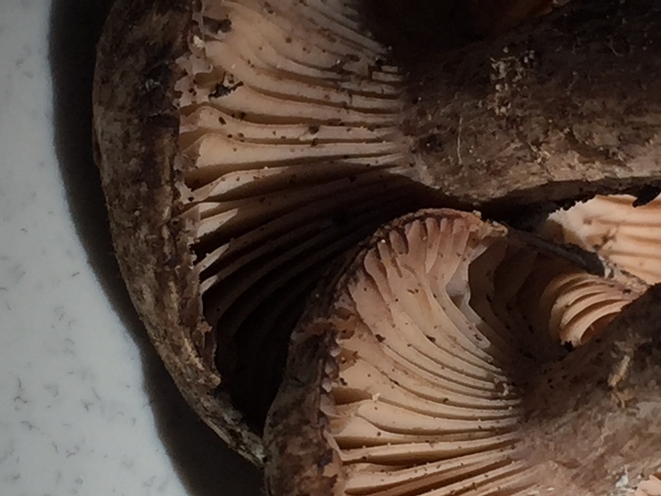 Cleistocybe vernalis image