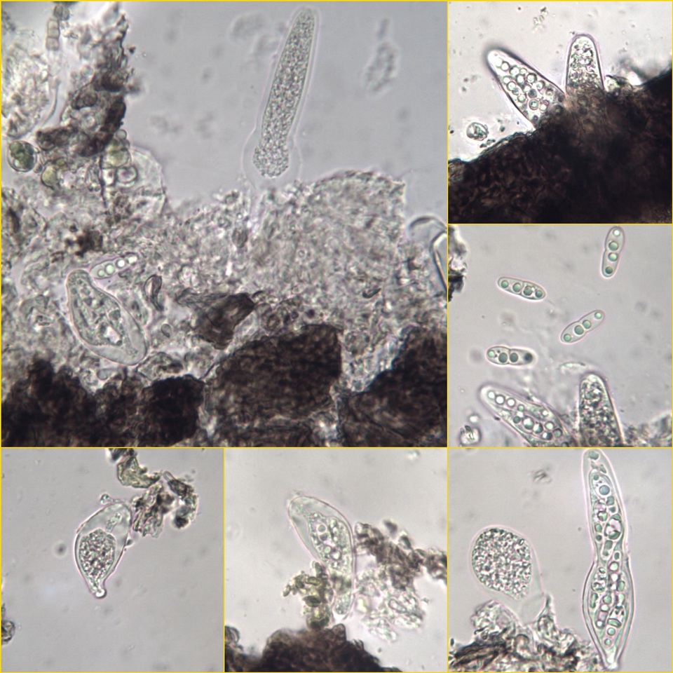 Arthopyrenia punctiformis image