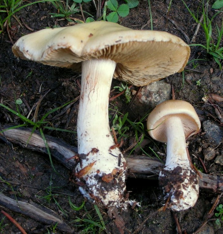 Cortinarius talus image