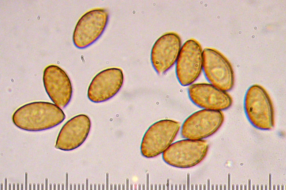 Cortinarius napus image