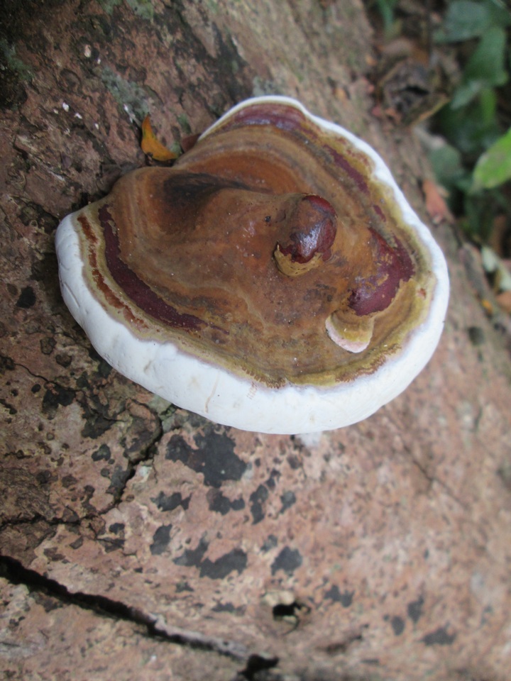 Ganoderma boninense image
