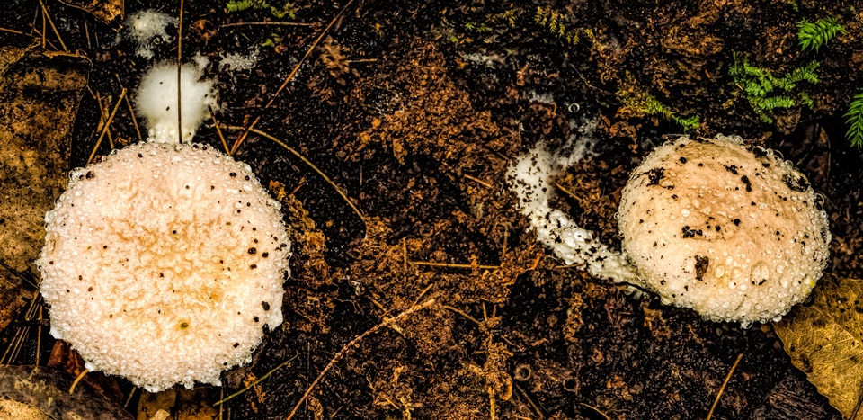 Austroboletus roseialbus image