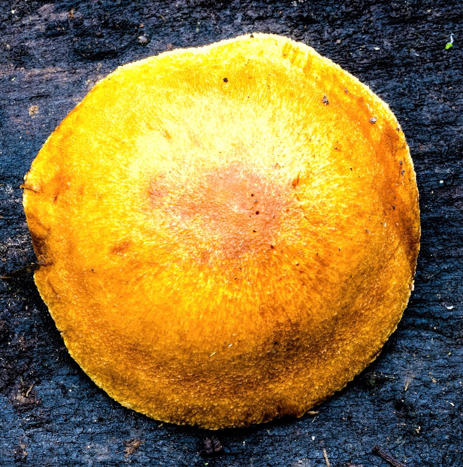 Gymnopilus ferruginosus image