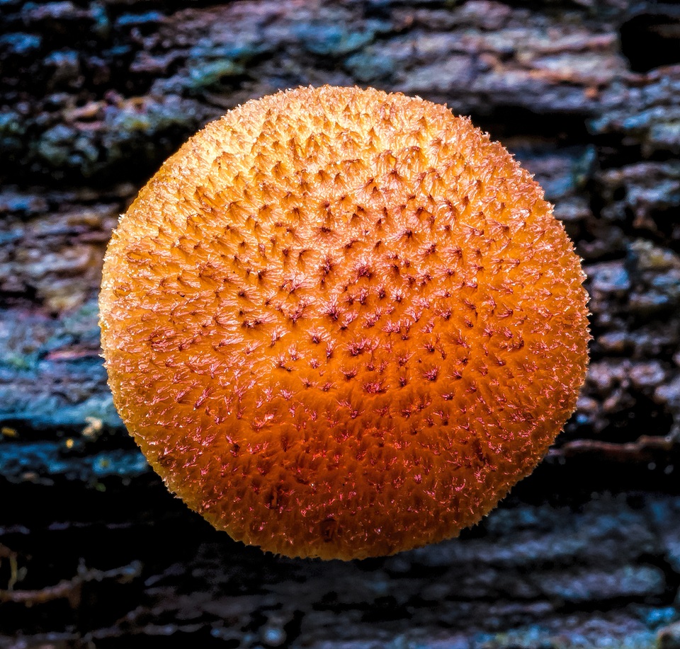 Gymnopilus moabus image