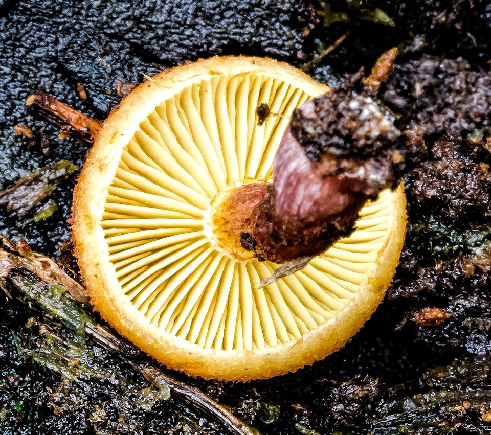 Gymnopilus moabus image