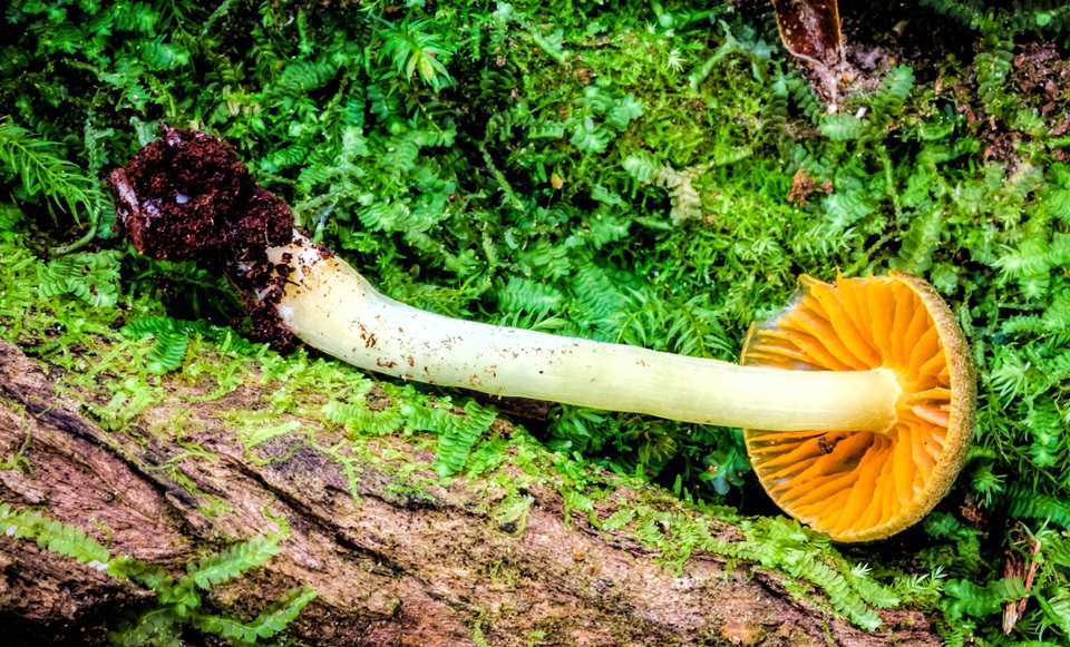 Hygrocybe taekeri image