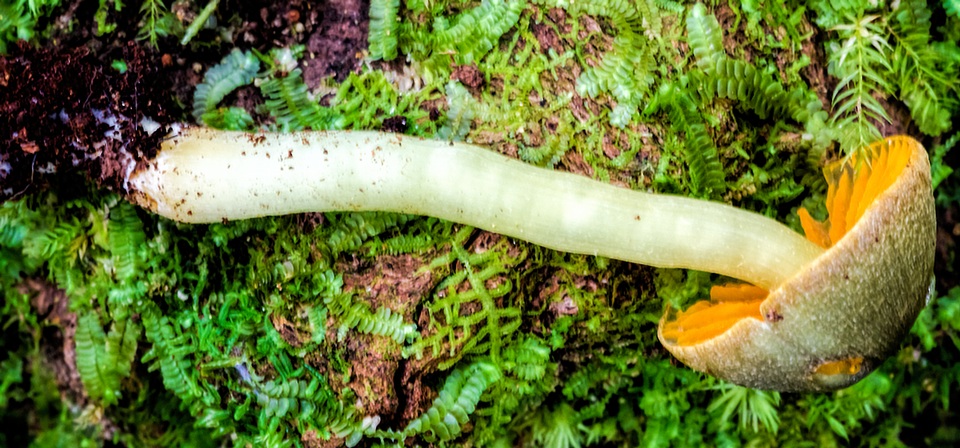 Hygrocybe taekeri image