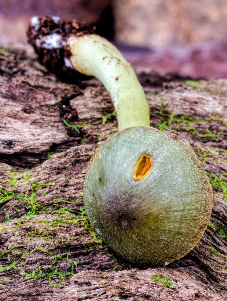 Hygrocybe taekeri image