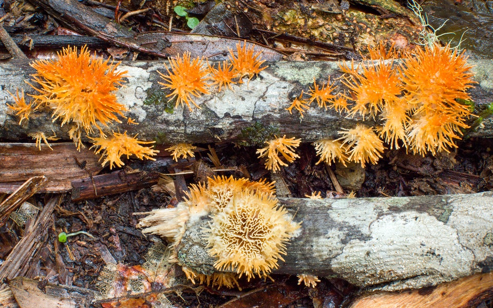 Echinoporia aculeifera image