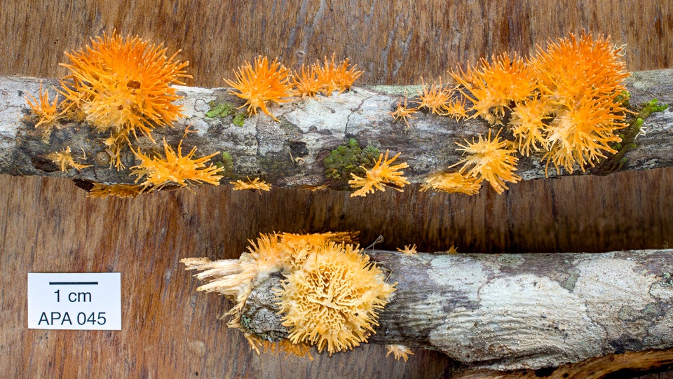 Echinoporia aculeifera image