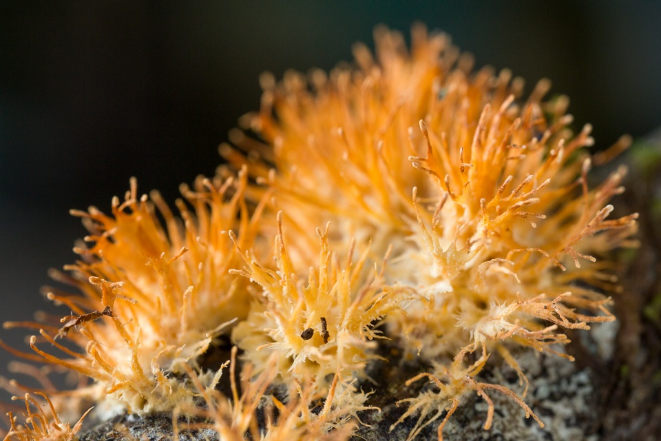Echinoporia aculeifera image