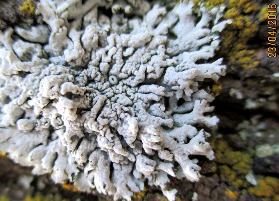 Physcia biziana image