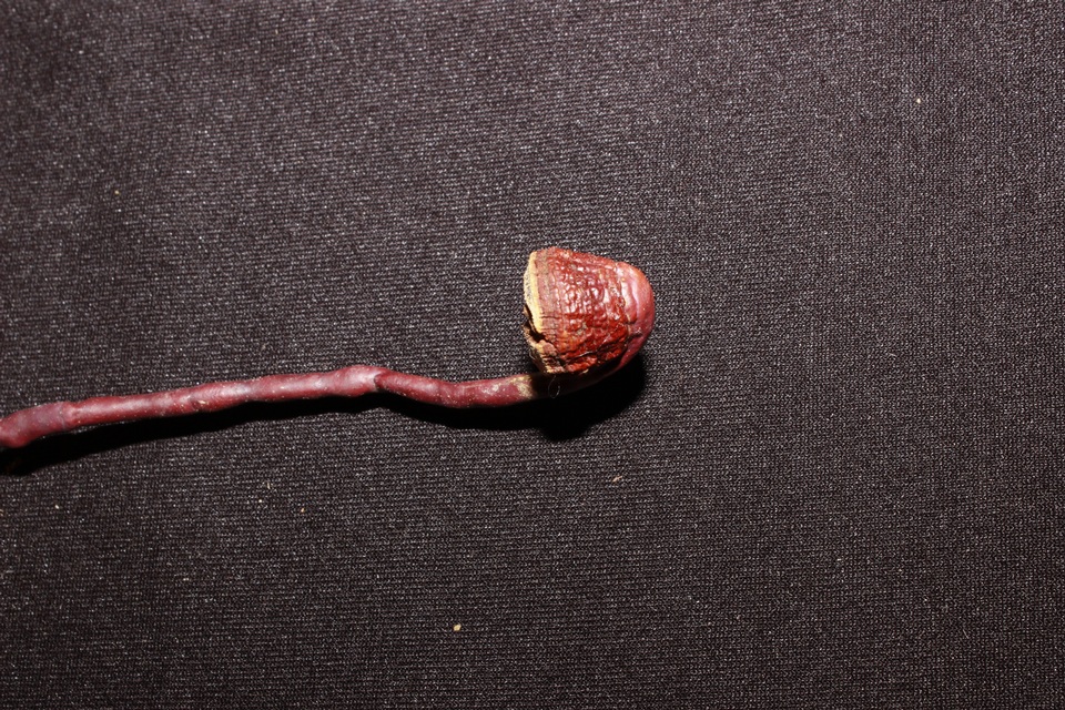 Haddowia image