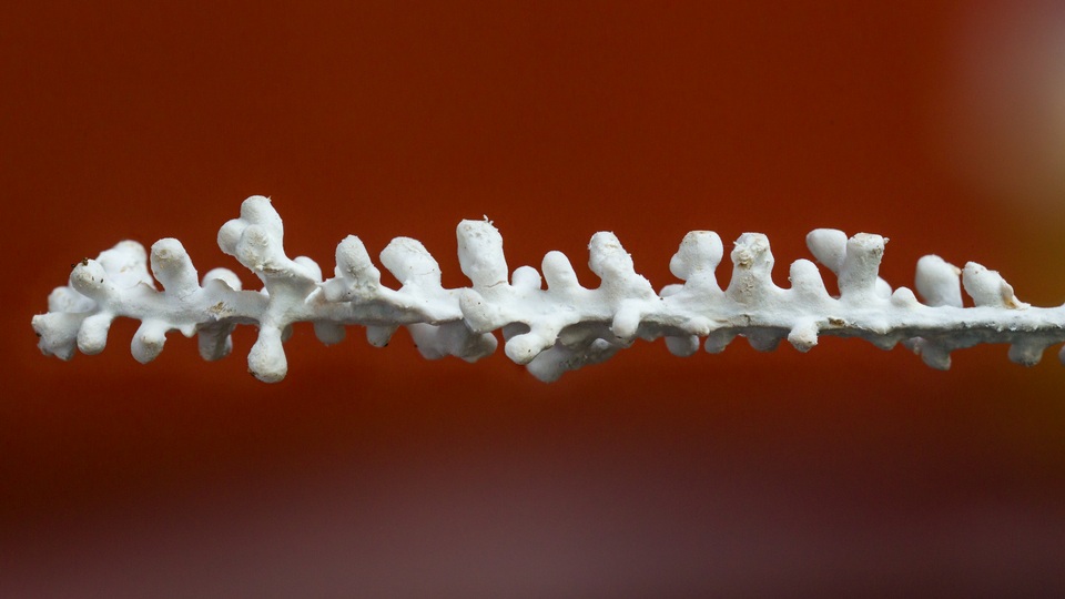 Brunneocorticium corynecarpon image