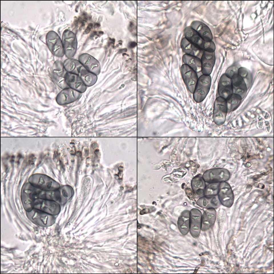 Rinodina fimbriata image