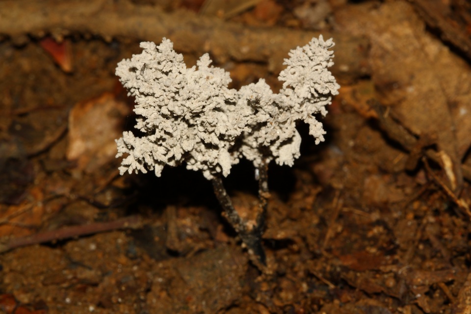 Xylaria terricola image