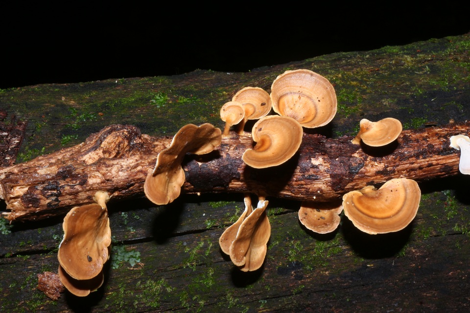 Microporus affinis image
