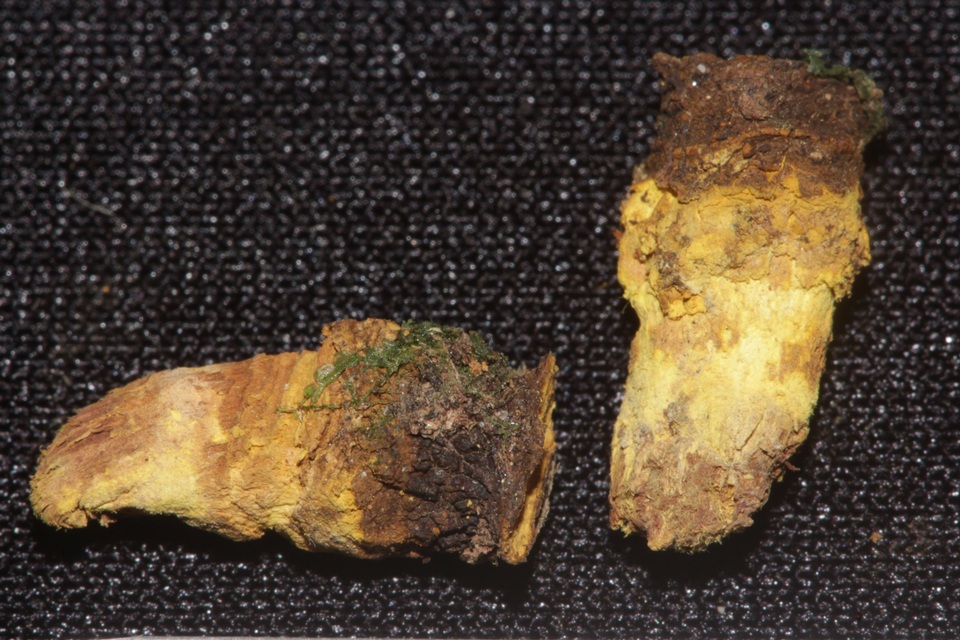 Trichocoma paradoxa image