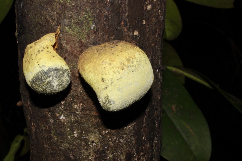 Xylaria compuncta image