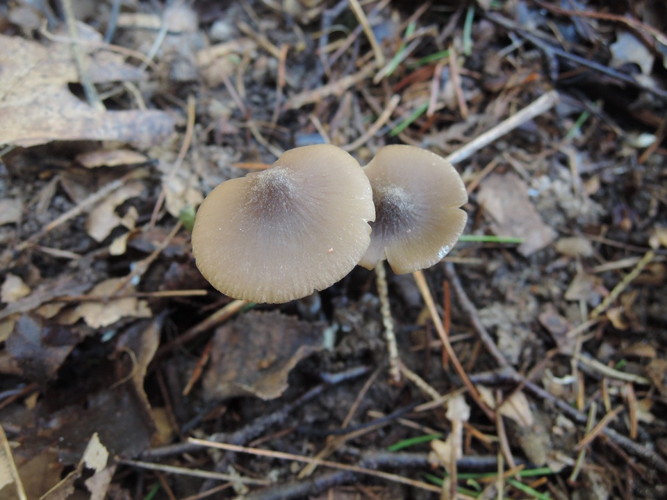 Entoloma aprile image