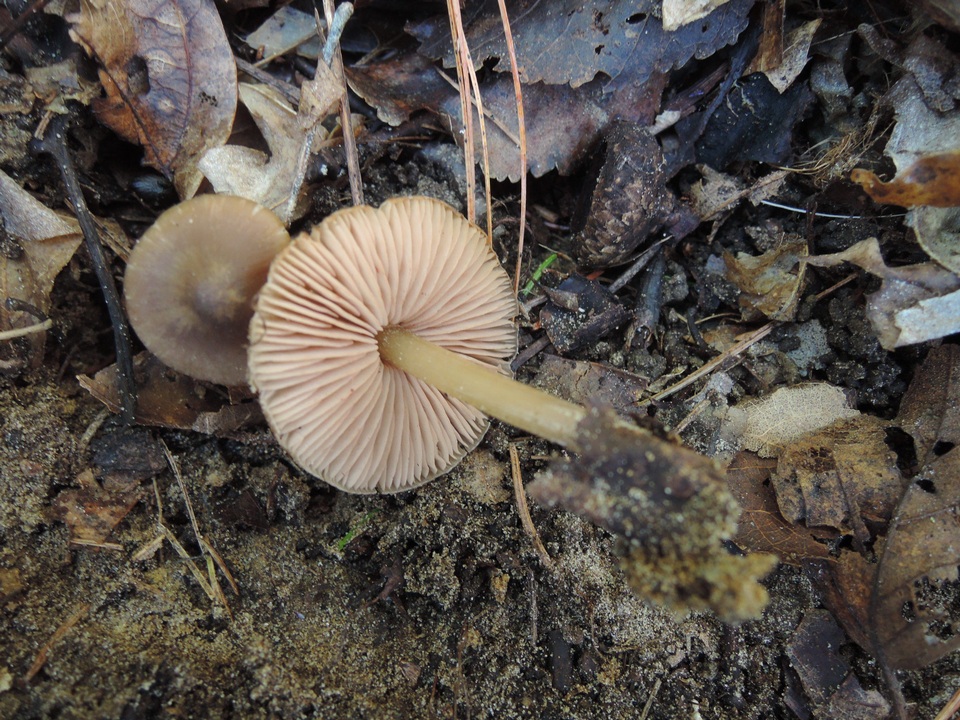 Entoloma aprile image