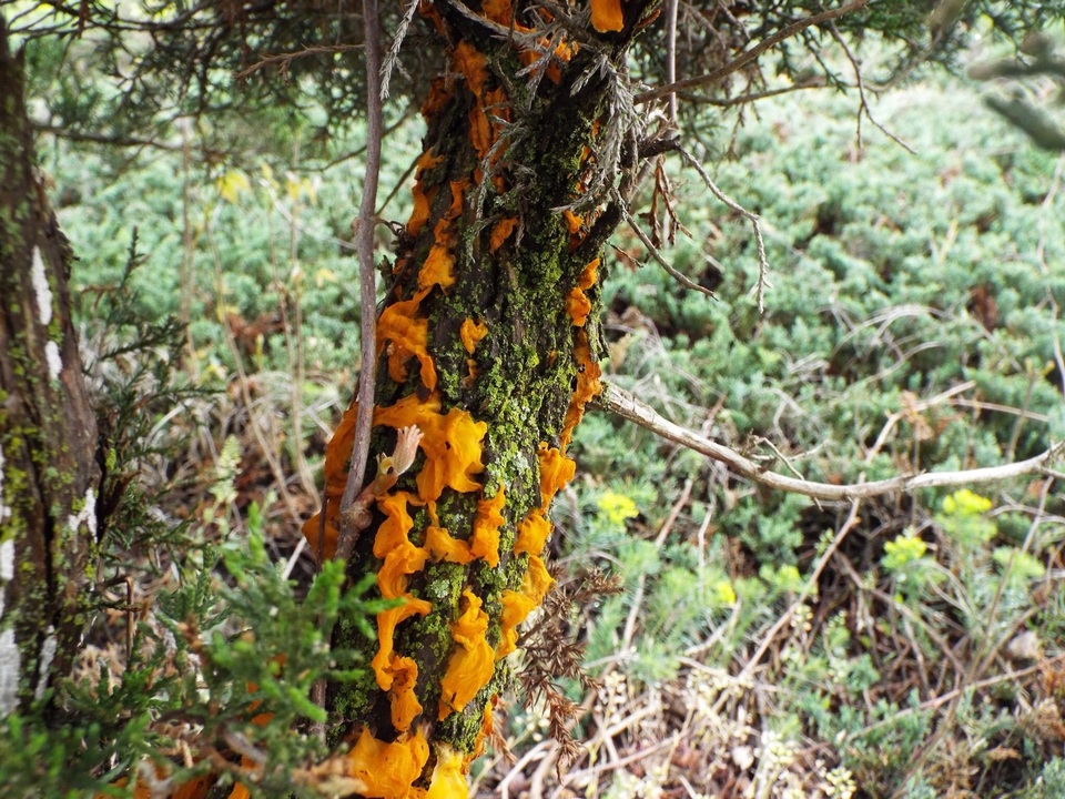 Gymnosporangium virginianum image