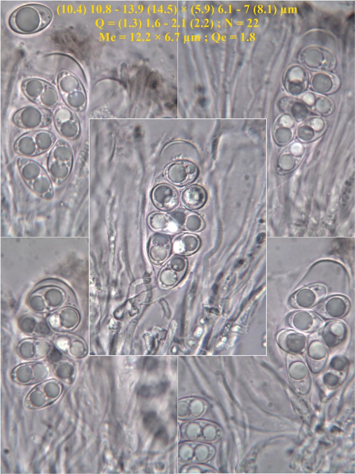 Lecanora chlarotera image