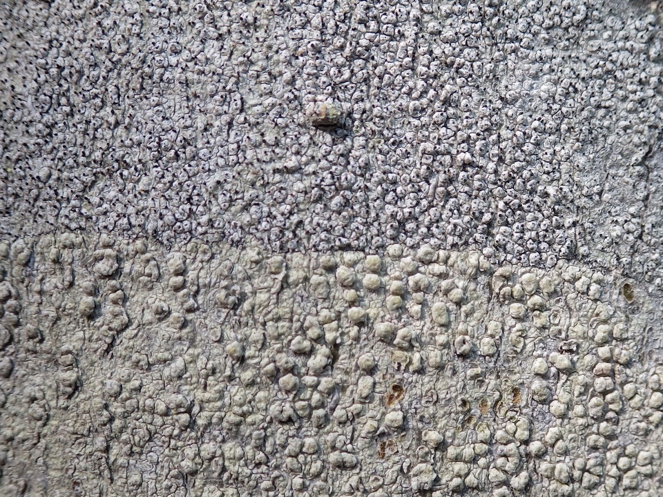 Sphinctrina tubiformis image