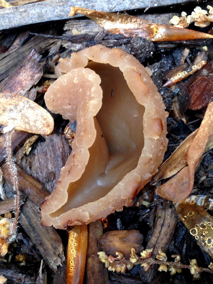 Peziza petersii image